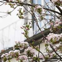 Die ersten Knospen unserer weißen Kirschblüten öffnen sich bereits!