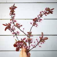 Kirschblütentage bei le SHOP