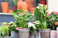 Schließung zweier Traditionsgeschäfte