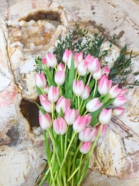 Kirschblütentage bei der Wohnphilosophie