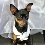 Diner en blanc 2011 - Foto: Liliana Mihailovici