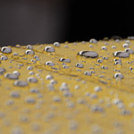 Friedrichstraßenfest 2012 - Foto: Liliana Mihailovici