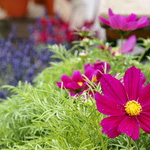 Friedrichstraßenfest 2013 - Foto: R. Goseberg