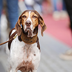 Friedrichstraßenfest 2017 - Foto: R. Goseberg