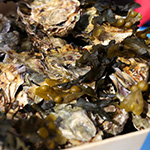 Friedrichstraßenfest 2016 - Foto: R. Goseberg