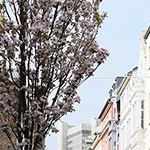 Frühlingsimpressionen 2014 - Foto: rheinline - Melanie Kranz