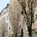 Frühlingsimpressionen 2014 - Foto: rheinline - Melanie Kranz