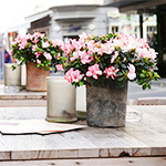 Frühlingsimpressionen 2014 - Foto: rheinline - Melanie Kranz