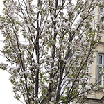 Frühlingsimpressionen 2014 - Foto: rheinline - Melanie Kranz