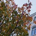 Herbstsimpressionen 2014 - Foto: rheinline - Melanie Kranz