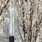 Frühlingsimpressionen 2015 - Foto: R. Goseberg