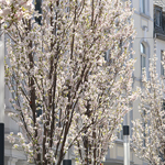 Frühlingsimpressionen 2015 - Foto: R. Goseberg