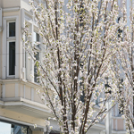 Frühlingsimpressionen 2015 - Foto: R. Goseberg