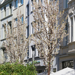 Frühlingsimpressionen 2015 - Foto: R. Goseberg