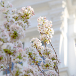 Frühlingsimpressionen 2017 - Foto: R. Goseberg