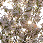 Frühlingsimpressionen 2017 - Foto: R. Goseberg