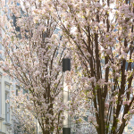 Frühlingsimpressionen 2017 - Foto: R. Goseberg