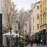 Kirschblütentage 2018 - Foto: rheinline - Melanie Kranz