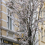 Kirschblütentage 2018 - Foto: rheinline - Melanie Kranz