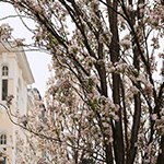 Kirschblütentage 2018 - Foto: rheinline - Melanie Kranz