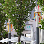 Mai Dekoration 2015 - Foto: rheinline - Melanie Kranz